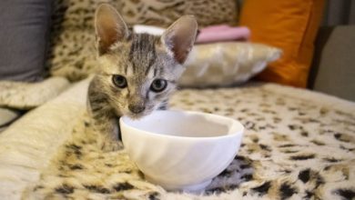 Минута отдыха Как правильно кормить кошку: эксперты раскрыли 5 важных правил Животные 