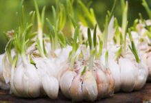 Минута отдыха Как нужно сажать озимый чеснок осенью Интересное 