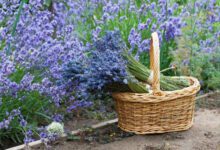 Минута отдыха Размножение и уход за лавандой в осеннее время года Интересное 