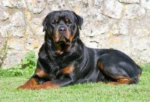 Минута отдыха Ротвейлер: достоинства и недостатки породы, интересные факты Животные 