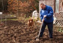 Минута отдыха Улучшить урожайность можно благодаря правильной перекопке огорода осенью Интересное 