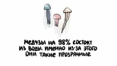 Минута отдыха Короткие интересные факты на все случаи жизни Интересное 