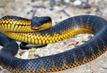 Минута отдыха Топ-10 Самых ядовитых животных в мире Животные 