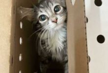 Минута отдыха Котики и пёсики, спасённые от бездомной жизни добрыми людьми Животные 