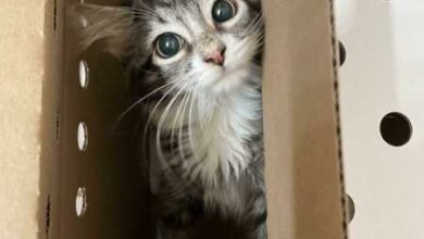 Минута отдыха Котики и пёсики, спасённые от бездомной жизни добрыми людьми Животные  Минута отдыха Котики и пёсики, спасённые от бездомной жизни добрыми людьми Животные