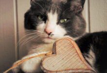 Минута отдыха По каким признакам можно понять, что кошка ревнует: специалисты составили список Животные 