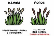 Минута отдыха Разные короткие факты на все случаи жизни Интересное 