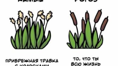 Минута отдыха Разные короткие факты на все случаи жизни Интересное  Минута отдыха Разные короткие факты на все случаи жизни Интересное