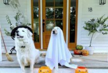 Минута отдыха Домашние животные в забавных хэллоуинских костюмах Животные 