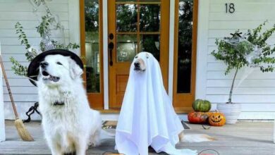 Минута отдыха Домашние животные в забавных хэллоуинских костюмах Животные 