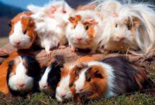 Минута отдыха Морские свинки - Какую породу выбрать? Животные 