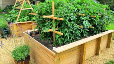 Минута отдыха Каких рекомендаций придерживаться, чтобы сделать удобную сэндвич-грядку для ранних посадок Интересное  Минута отдыха Каких рекомендаций придерживаться, чтобы сделать удобную сэндвич-грядку для ранних посадок Интересное