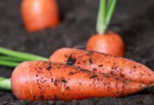 Минута отдыха Какие сорта моркови подходят для посадки под зиму для разных регионов России Интересное 