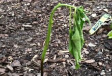 Минута отдыха Что делать с теплицей перед приходом зимы Интересное 