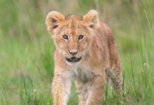 Минута отдыха Красивые дикие животные на снимках Дика Ван Дуйна Животные 