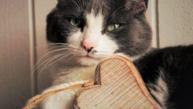 Минута отдыха Какие ошибки владельца могут ухудшить здоровье кошки: рекомендации специалистов Животные  Минута отдыха Какие ошибки владельца могут ухудшить здоровье кошки: рекомендации специалистов Животные