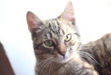 Минута отдыха Как назвать кота, чтобы привлечь в дом денежную удачу Животные 