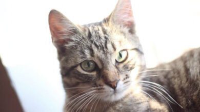 Минута отдыха Как назвать кота, чтобы привлечь в дом денежную удачу Животные  Минута отдыха Как назвать кота, чтобы привлечь в дом денежную удачу Животные