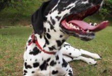 Минута отдыха ТОП-10 Самых опасных пород собак в мире Животные 