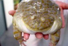 Минута отдыха Снимки милых и смешных лягушек, которые заставят улыбнуться Животные 