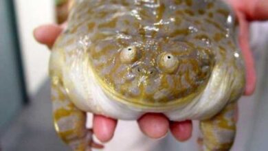 Минута отдыха Снимки милых и смешных лягушек, которые заставят улыбнуться Животные 