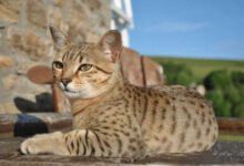 Минута отдыха 10 Самых редких и необычных пород кошек Животные 