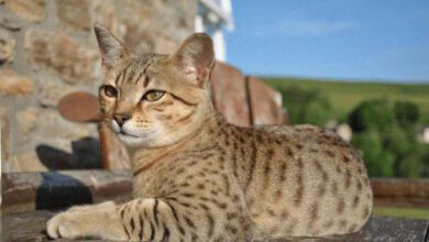 Минута отдыха 10 Самых редких и необычных пород кошек Животные 