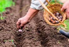 Минута отдыха Когда и как нужно сажать чеснок под зиму по лунному календарю 2021 года Интересное 