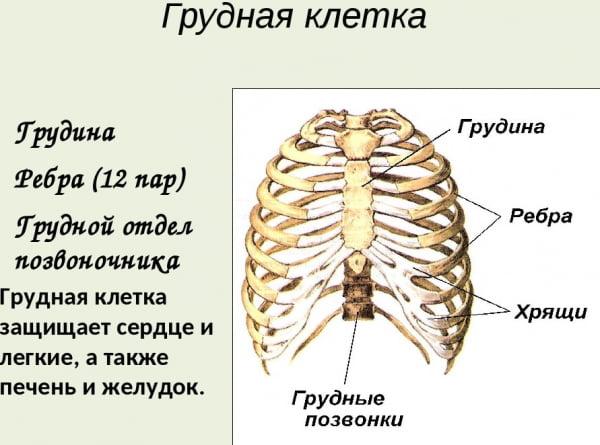 Почему у женщин больше ребер, чем у мужчин: творение Господне или неправильное развитие