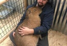 Минута отдыха Спокойствие капибар передаётся даже через снимки Животные 