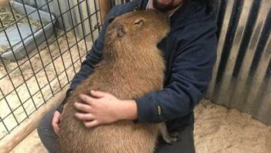 Минута отдыха Спокойствие капибар передаётся даже через снимки Животные  Минута отдыха Спокойствие капибар передаётся даже через снимки Животные