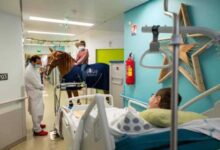 Минута отдыха Доктор Пейо: удивительный конь, который утешает онкобольных и утоляет их боль Интересное 