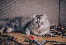 Минута отдыха По какой причине кошка облизывает человека: вы удивитесь Животные 