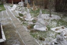 Минута отдыха Как нужно правильно укрыть кустарники на зиму, чтобы они не пострадали Интересное 