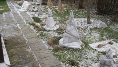 Минута отдыха Как нужно правильно укрыть кустарники на зиму, чтобы они не пострадали Интересное 