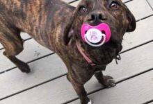 Минута отдыха Весёлые хвостатые на снимках идеально развлекут вас Животные 