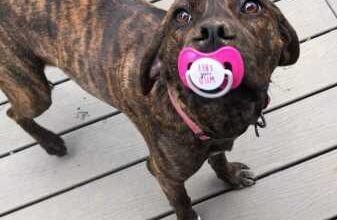 Минута отдыха Весёлые хвостатые на снимках идеально развлекут вас Животные 