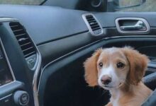 Минута отдыха Милые пёсики готовы вам поднять настроение Животные 