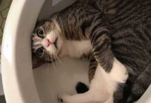 Минута отдыха Неожиданные и странные места, в которых можно обнаружить котиков Животные 