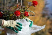 Минута отдыха Как на зиму укрыть розы: чем лучше, сроки и принципы укрытия разных сортов Интересное 