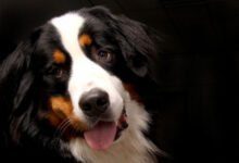 Минута отдыха Бернский зенненхунд: какие интересные факты стоит знать об этой породе собак Животные 