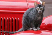 Минута отдыха В США зарегистрирована новая порода кошек, получившая название ликой или кот-оборотень Интересное 