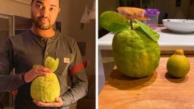 Минута отдыха 16 удивительных «инопланетных» вещей, найденных на Земле Интересное 