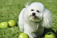 Минута отдыха Какие 4 продукта питания смогут укрепить здоровье собаки, рассказали специалисты Животные 