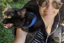 Минута отдыха Громкое «мяу» этих котиков передаётся даже через снимки Животные 