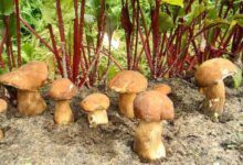 Минута отдыха Почему появляются грибы и как от них избавиться на дачном участке Интересное 