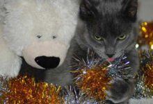 Минута отдыха Почему коты и кошки любят есть новогодний дождик Интересное 