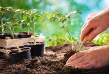 Минута отдыха Лунный календарь на 2022 год: когда сажать рассаду Интересное 