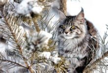 Минута отдыха Астрологический прогноз и гороскоп на месяц декабрь 2020 года Интересное 