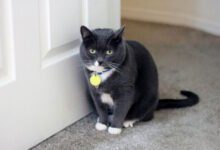 Минута отдыха Почему кошки любят открывать двери: об этом мало кто знает Животные 